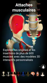 Anatomy Learning - Anatomie 3D screenshot 4