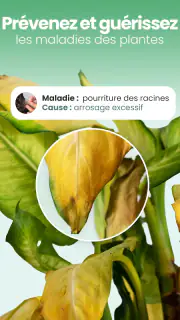 Blossom - Reconnaissez plantes screenshot 6