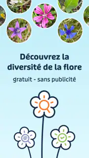 Flora Incognita screenshot 1