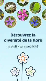 Flora Incognita screenshot 8