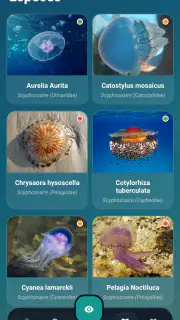 Meduseo screenshot 4