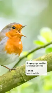 Picture Bird - Bird Identifier screenshot 2