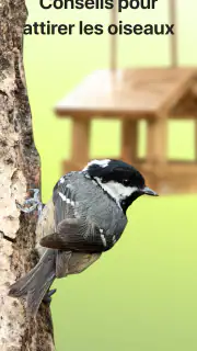 Picture Bird - Bird Identifier screenshot 5