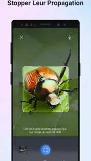 Picture Insect - Insectes ID screenshot 4