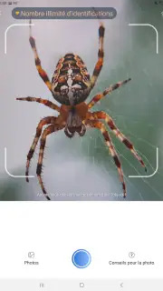 Picture Insect - Insectes ID screenshot 7