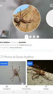 Picture Insect - Insectes ID screenshot 8