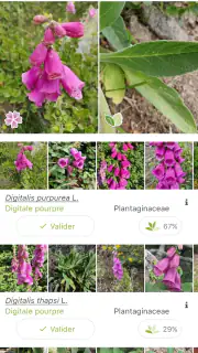 PlantNet Identification Plante screenshot 2