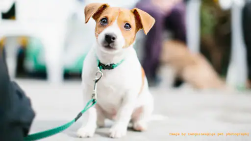 Sound Proof Puppy Training screenshot 8