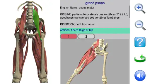 Visual Anatomy 2 screenshot 3