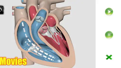 Visual Anatomy 2 screenshot 4