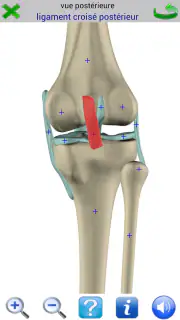 Visual Anatomy 2 screenshot 8