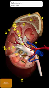 Anatomia - Atlante 3D screenshot 5