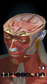 Anatomy Learning - Anatomía 3D screenshot 8