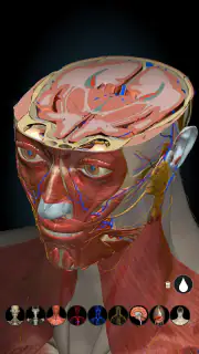 Anatomy Learning - Anatomía 3D screenshot 8