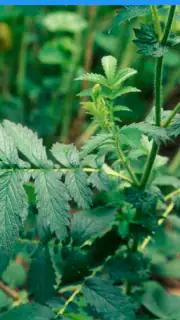 iPlant with Brigitte Mars screenshot 4