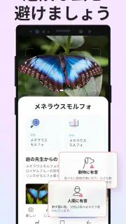 Picture Insect：撮ったら、判る-1秒昆虫図鑑 screenshot 3