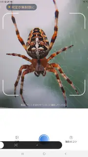 Picture Insect：撮ったら、判る-1秒昆虫図鑑 screenshot 7
