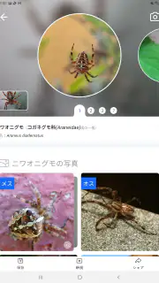 Picture Insect：撮ったら、判る-1秒昆虫図鑑 screenshot 8