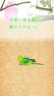 癒しのインコ育成ゲーム screenshot 3