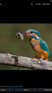 Birds Of Europe Guide screenshot 5
