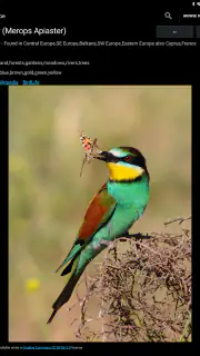Birds Of Europe Guide screenshot 7