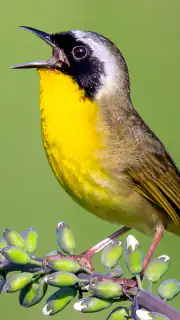 Merlin Bird ID by Cornell Lab screenshot 2