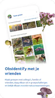 ObsIdentify screenshot 4