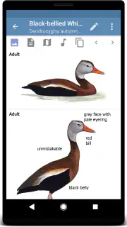 Sibley Birds 2nd Edition screenshot 3
