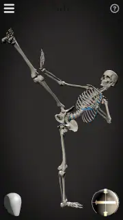Skelly: Poseable Anatomy Model screenshot 3
