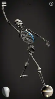 Skelly: Poseable Anatomy Model screenshot 6