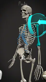 Skelly: Poseable Anatomy Model screenshot 7