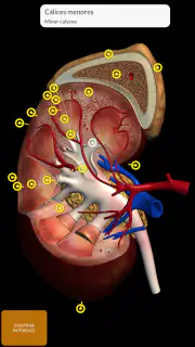 Anatomia - Atlas 3D screenshot 5