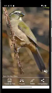 Cantos de Trinca Ferro Pro screenshot 2